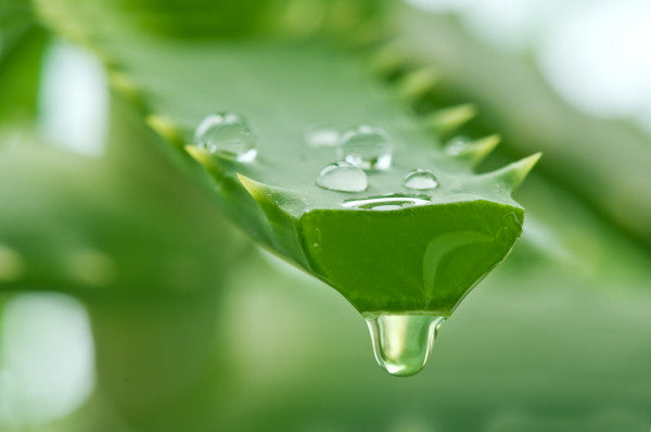 Why Everyone Should Consider Owning an Aloe Vera Plant